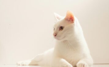 老貓食慾差、體重變輕怎麼辦？貓咪食慾促進劑 Capromorelin 助提升食慾