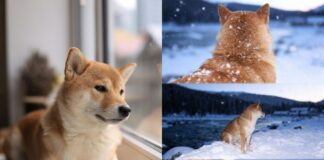 AI 雪景特效怎麼做？一鍵合成夢幻雪地照，讓照片擁有浪漫冬日氛圍！