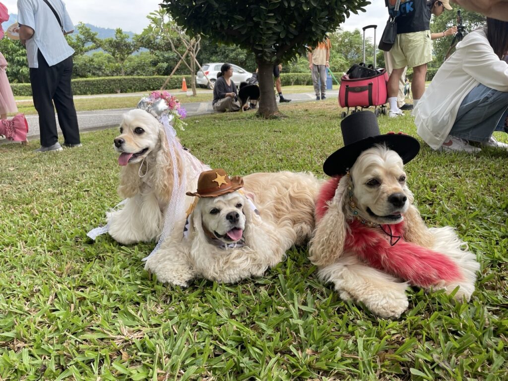 毛孩精心打扮準備走秀（圖片來源：台中市動物保護防疫處）