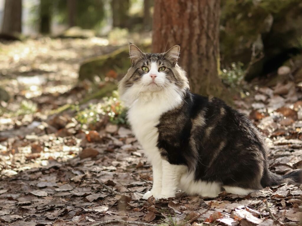 挪威森林貓的個性與行為特質