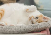 寵物結紮補助怎麼申請？2026 各縣市寵物絕育補助金額、資格與申請方式一次看