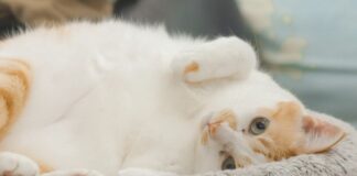 寵物結紮補助怎麼申請？2026 各縣市寵物絕育補助金額、資格與申請方式一次看