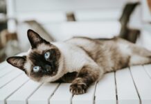 暹羅貓好養嗎?暹羅貓個性、健康問題與飼養重點懶人包 暹羅貓好養嗎?暹羅貓個性、健康問題與飼養重點懶人包