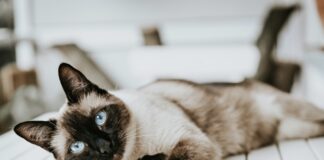 暹羅貓好養嗎？暹羅貓個性、健康問題與飼養重點懶人包