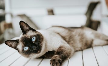 暹羅貓好養嗎？暹羅貓個性、健康問題與飼養重點懶人包