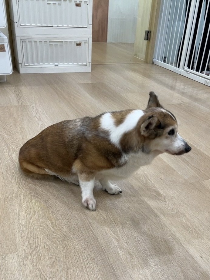 涉案柯基犬於今（12）日已由動保處送往動物醫院安置（圖片來源：台北市動保處）