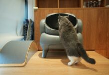 2025最新貓咪下泌尿道疾病診斷和治療共識指南|貓咪不肯用貓砂盆可能跟疼痛經驗有關 2025最新貓咪下泌尿道疾病診斷和治療共識指南|貓咪不肯用貓砂盆可能跟疼痛經驗有關