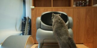 2025最新貓咪下泌尿道疾病診斷和治療共識指南｜貓咪不肯用貓砂盆可能跟疼痛經驗有關