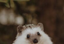 刺蝟冬天會怕冷或是冬眠嗎？刺蝟冬季照護重點懶人包