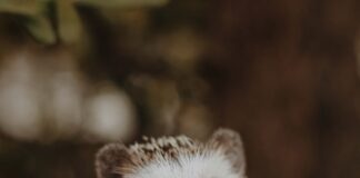 刺蝟冬天會怕冷或是冬眠嗎？刺蝟冬季照護重點懶人包