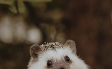 刺蝟冬天會怕冷或是冬眠嗎?刺蝟冬季照護重點懶人包 刺蝟冬天會怕冷或是冬眠嗎?刺蝟冬季照護重點懶人包