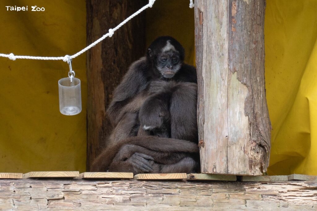 活潑的棕蜘蛛猴時常互相打鬧，低溫時偶爾還是會靠在一起禦寒（圖片來源：臺北市立動物園）