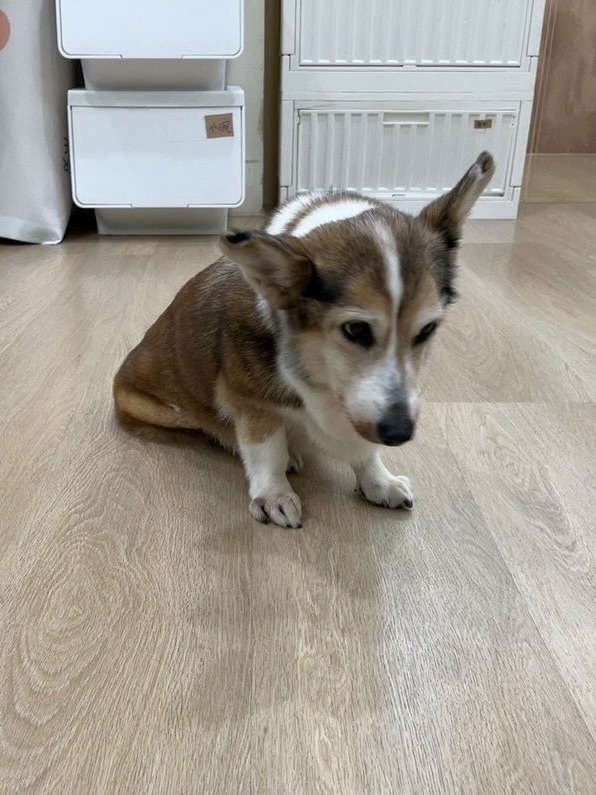 涉案柯基犬於今（12）日已由動保處送往動物醫院安置（圖片來源：台北市動保處）