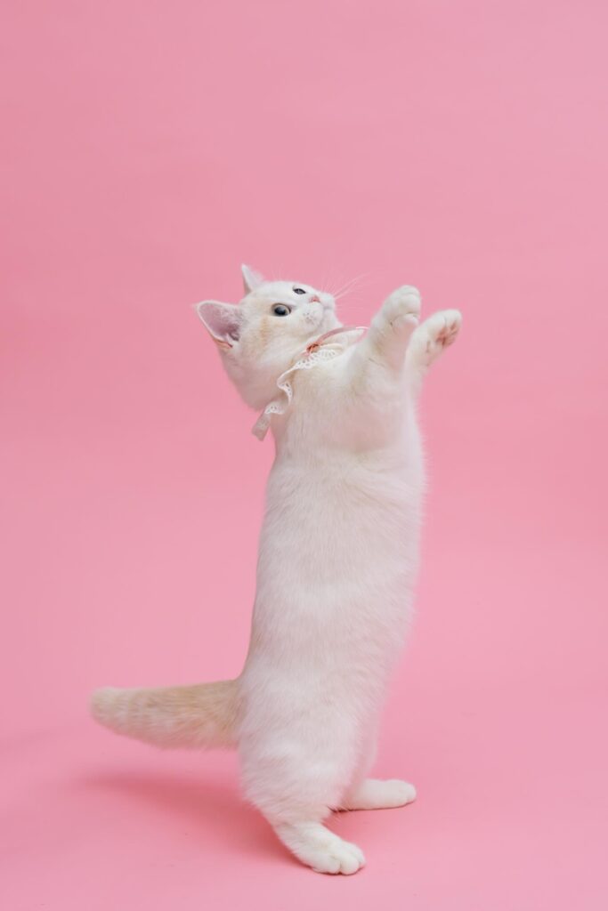 曼赤肯貓的壽命與外觀特徵