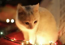 如何打造貓咪友善的聖誕環境？家中常見對貓咪有害的聖誕佈置與食物