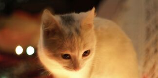 如何打造貓咪友善的聖誕環境？家中常見對貓咪有害的聖誕佈置與食物