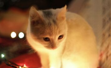 如何打造貓咪友善的聖誕環境？家中常見對貓咪有害的聖誕佈置與食物