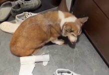 柯基犬疑遭虐待!臺北市動保處緊急介入安置送醫 柯基犬疑遭虐待!臺北市動保處緊急介入安置送醫