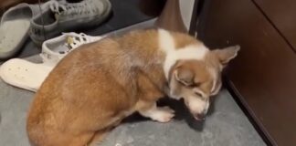 柯基犬疑遭虐待！臺北市動保處緊急介入安置送醫