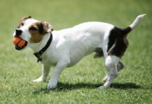 傑克羅素犬好養嗎？傑克羅素犬個性、健康疾病與飼養重點懶人包