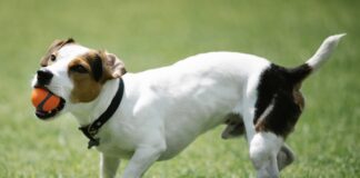 傑克羅素犬好養嗎？傑克羅素犬個性、健康疾病與飼養重點懶人包