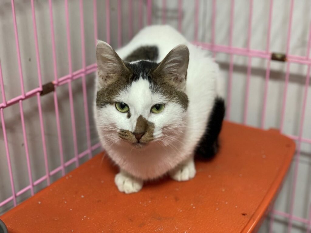 動保處緊急安置之白底虎斑貓(圖片來源:台北市動物保護處)