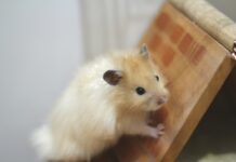 寵物鼠冬天會怕冷嗎?6種保暖方式幫助老鼠安全過冬 寵物鼠冬天會怕冷嗎?6種保暖方式幫助老鼠安全過冬