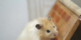 寵物鼠冬天會怕冷嗎？6種保暖方式幫助老鼠安全過冬