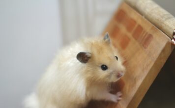 寵物鼠冬天會怕冷嗎?6種保暖方式幫助老鼠安全過冬 寵物鼠冬天會怕冷嗎?6種保暖方式幫助老鼠安全過冬