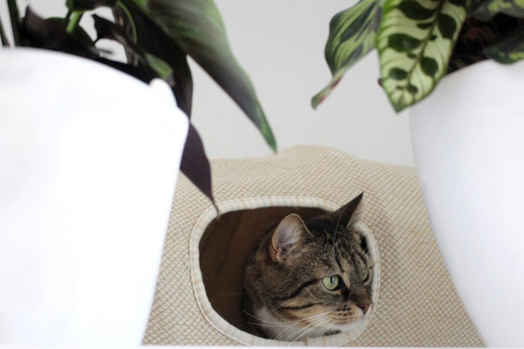 為什麼貓咪突然不肯用貓砂盆?可能跟疼痛經驗有關