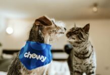 成長動能再現,Chewy Q3 財報亮眼但估值偏高,投資人宜謹慎追價 成長動能再現,Chewy Q3 財報亮眼但估值偏高,投資人宜謹慎追價