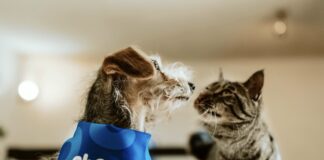 成長動能再現，Chewy Q3 財報亮眼但估值偏高，投資人宜謹慎追價