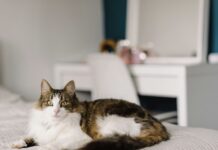 挪威森林貓好養嗎?挪威森林貓個性特質、健康問題、照護重點懶人包 挪威森林貓好養嗎?挪威森林貓個性特質、健康問題、照護重點懶人包