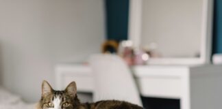 挪威森林貓好養嗎？挪威森林貓個性特質、健康問題、照護重點懶人包