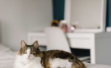 挪威森林貓好養嗎？挪威森林貓個性特質、健康問題、照護重點懶人包