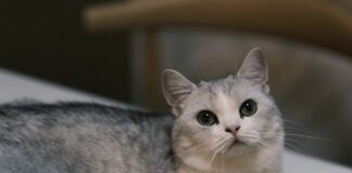 曼赤肯貓好養嗎？曼赤肯個性、健康問題與飼養重點懶人包