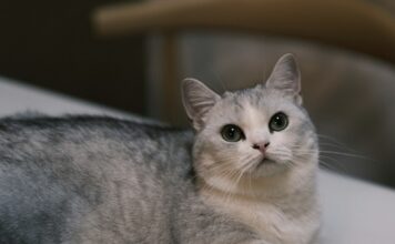 曼赤肯貓好養嗎？曼赤肯個性、健康問題與飼養重點懶人包