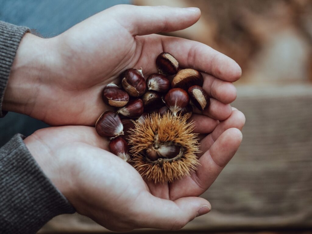 栗子對狗狗有哪些健康益處?