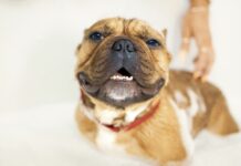 冬天狗狗需要洗澡嗎?獸醫師這樣建議,讓毛孩健康又不著涼 冬天狗狗需要洗澡嗎?獸醫師這樣建議,讓毛孩健康又不著涼