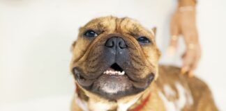 冬天狗狗需要洗澡嗎？獸醫師這樣建議，讓毛孩健康又不著涼