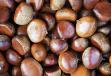 狗狗可以吃栗子嗎?栗子對狗狗的健康益處與潛在風險 狗狗可以吃栗子嗎?栗子對狗狗的健康益處與潛在風險