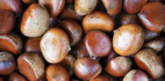狗狗可以吃栗子嗎？栗子對狗狗的健康益處與潛在風險