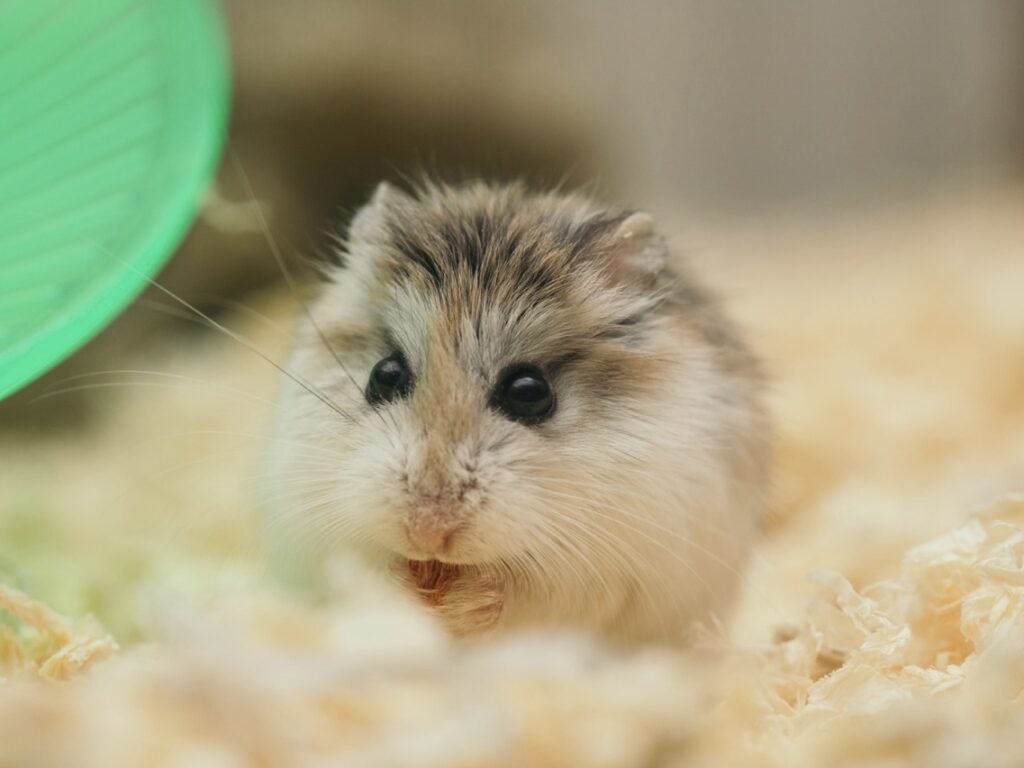 寵物鼠會怕冷嗎？