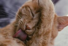 人類生髮水成分對貓狗有毒！舔到就有可能出現中毒反應！