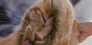 人類生髮水成分對貓狗有毒！舔到就有可能出現中毒反應！