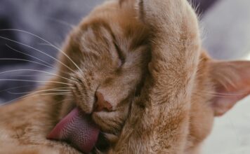 人類生髮水成分對貓狗有毒！舔到就有可能出現中毒反應！