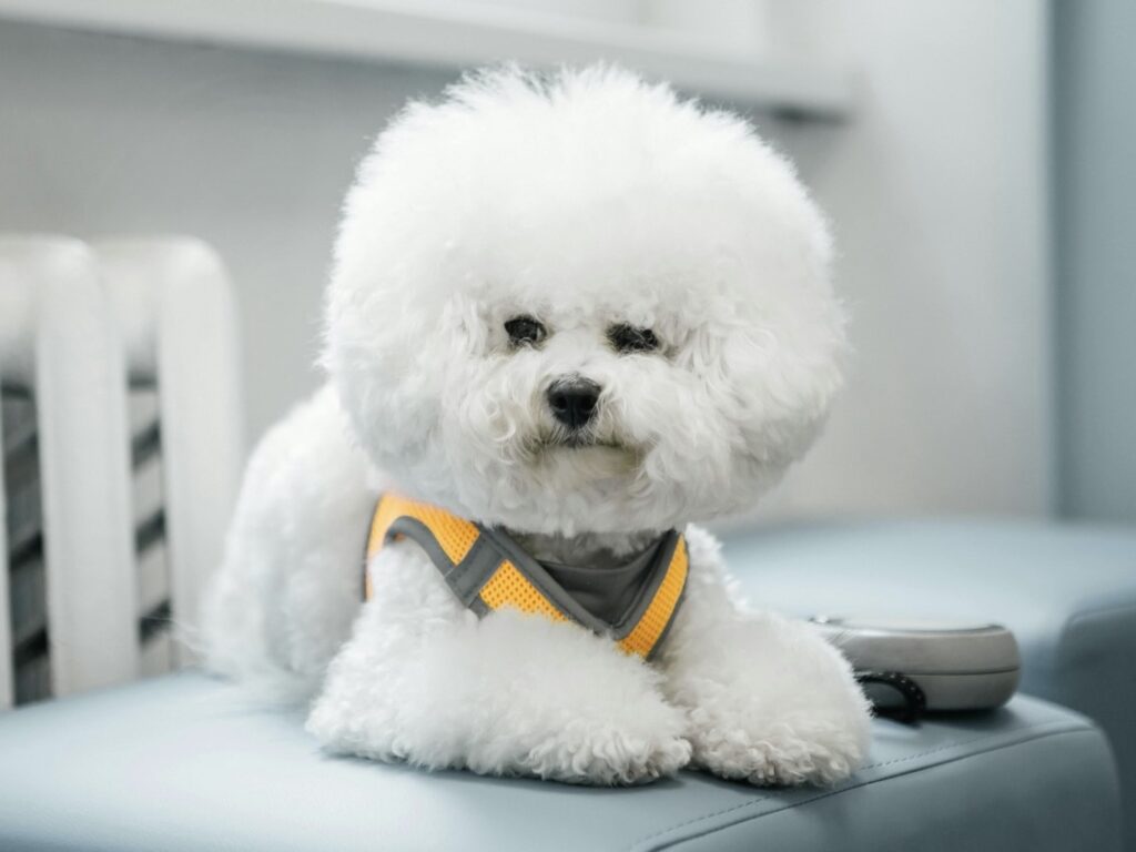 比熊犬的壽命與外觀特徵