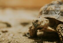 烏龜鼻涕流不停?小心是黴漿菌感染惹禍! 烏龜鼻涕流不停?小心是黴漿菌感染惹禍!