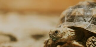 烏龜鼻涕流不停？小心是黴漿菌感染惹禍！