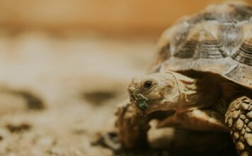 烏龜鼻涕流不停?小心是黴漿菌感染惹禍! 烏龜鼻涕流不停?小心是黴漿菌感染惹禍!